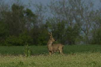 Deer Stalking Area  - Herefordshire at Yeld Hill near Kington