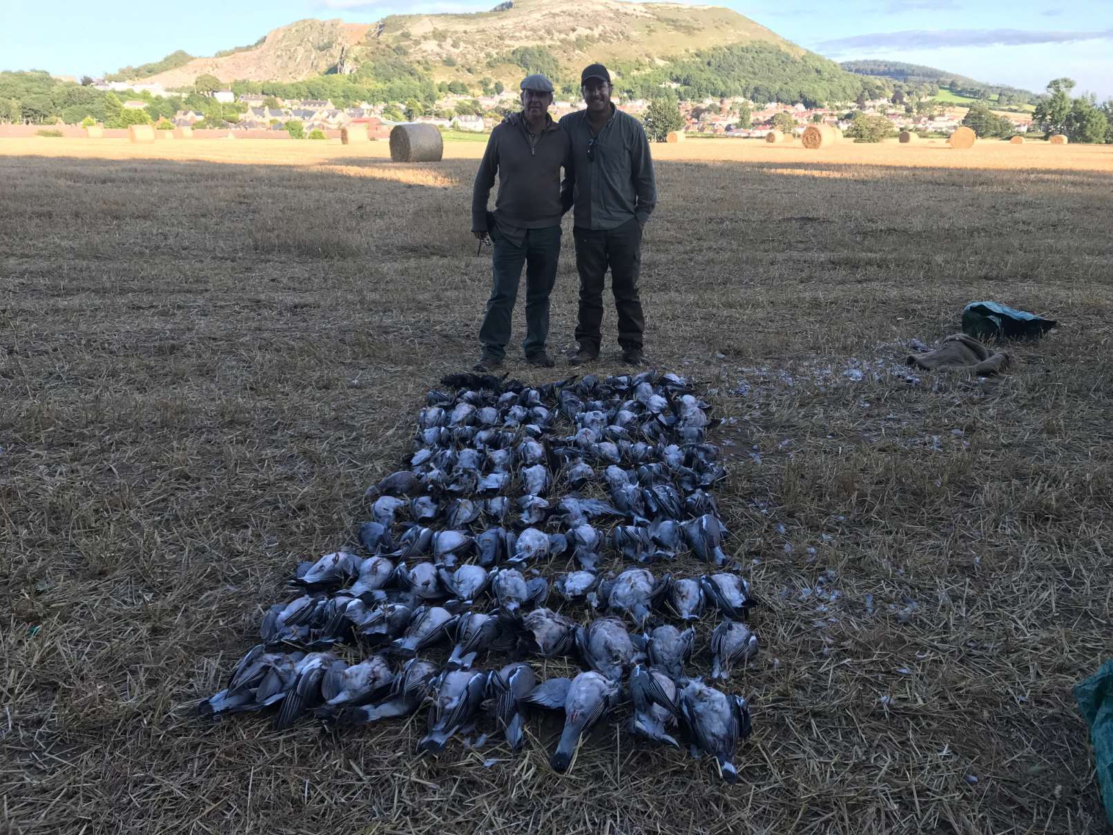 Pigeon shooting /vermin only - Prestatyn North Wales