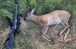 Richard Finch Roe deer Kill - Cambridge 2019