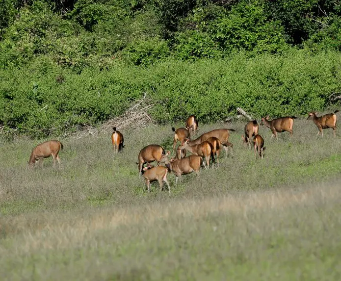 deerstalking5