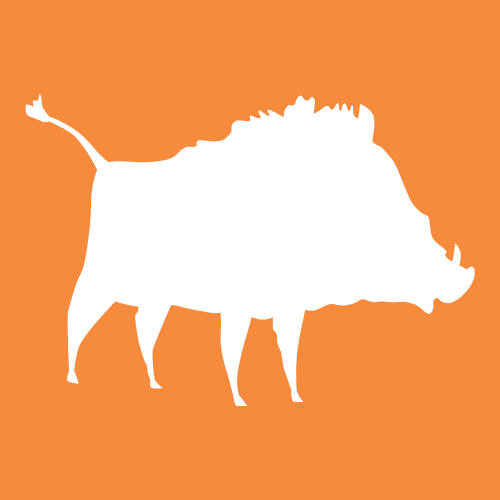 Wild Boar